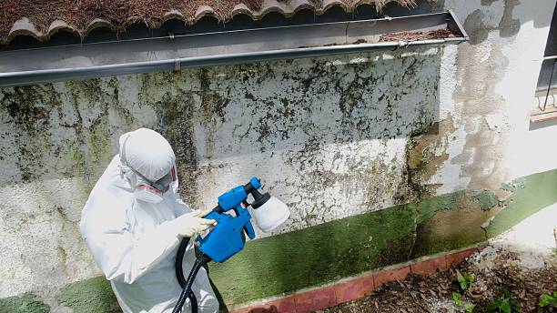 Trusted Attic Mold Removal service in Faulkner, MD - Cheap Mold Removal